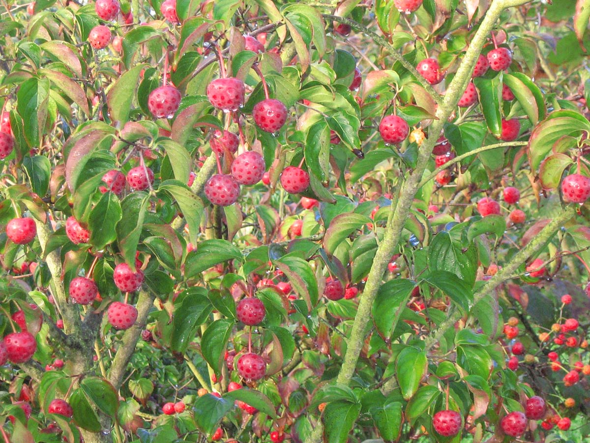 Asiatische Blüten-Hartriegel; Japanischer Blumen-Hartriegel