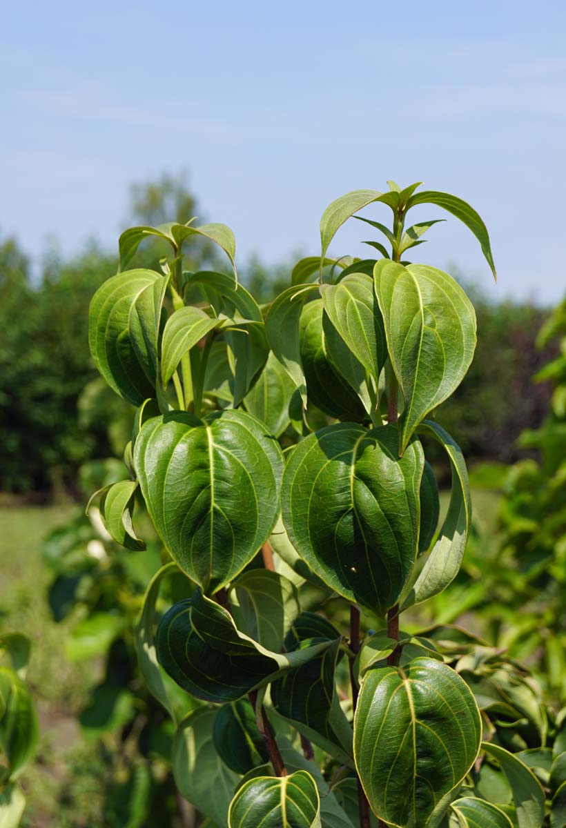 Asiatische Blüten-Hartriegel 'Schmetterling', Japanischer Blumen-Hartriegel