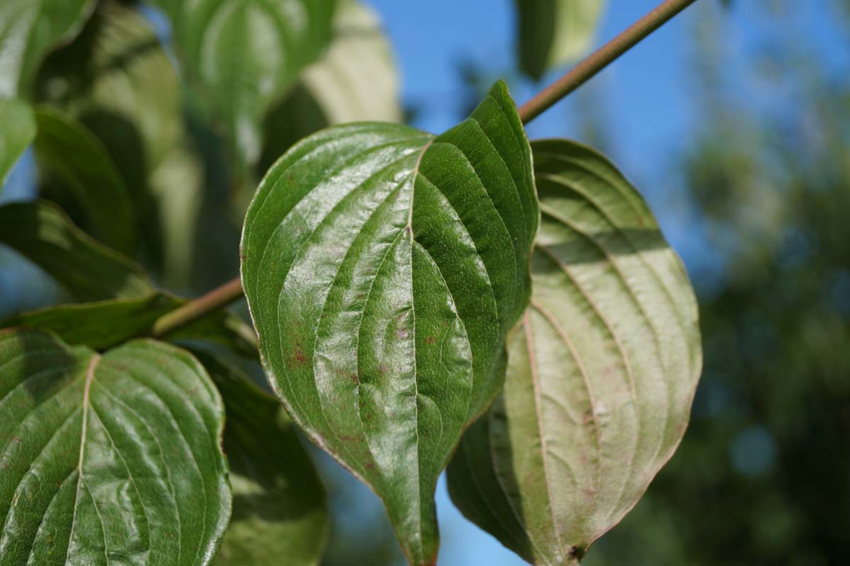 Bild Kornelkirsche, Herlitze, Dürlitze, Hirlnuss, Dirndl, Dirndling, Dirndlstrauch, Gelber Hartriegel, Tierlibaum  - Cornus mas