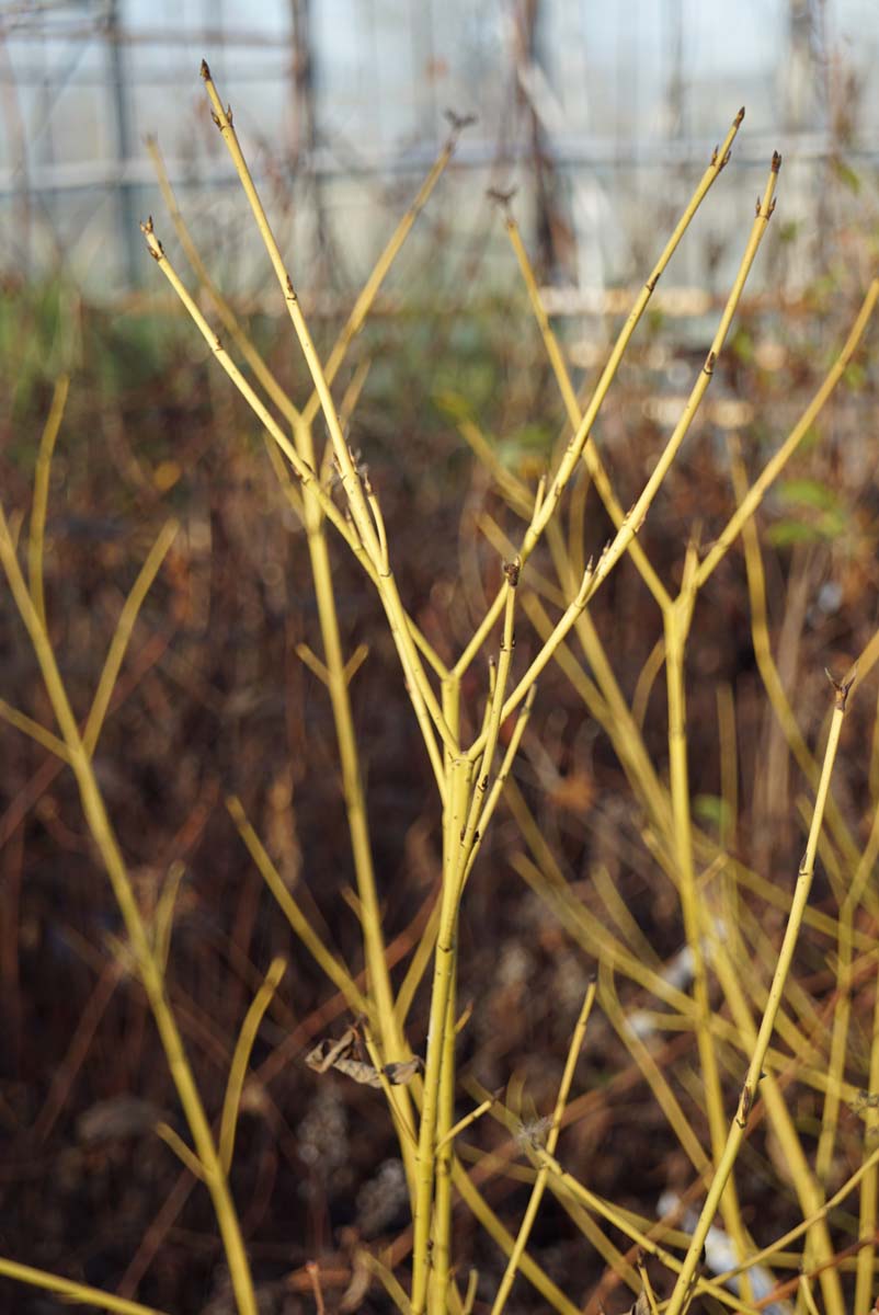 Gelbrindiger Hartriegel 'Flaviramea', Seidige Hartriegel, Weisser Hartriegel, Sprossender Hartriegel
