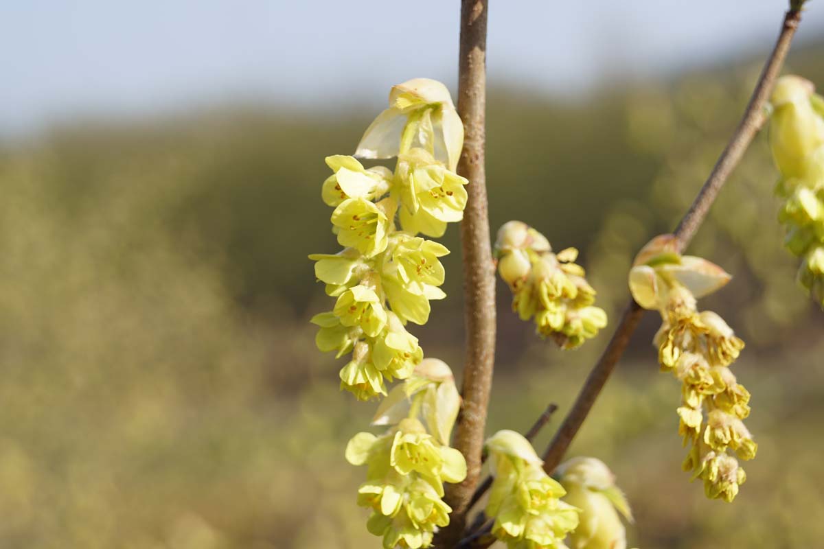 Bild Chinesische Scheinhasel, Chinesische Blumenhasel  - Corylopsis sinensis