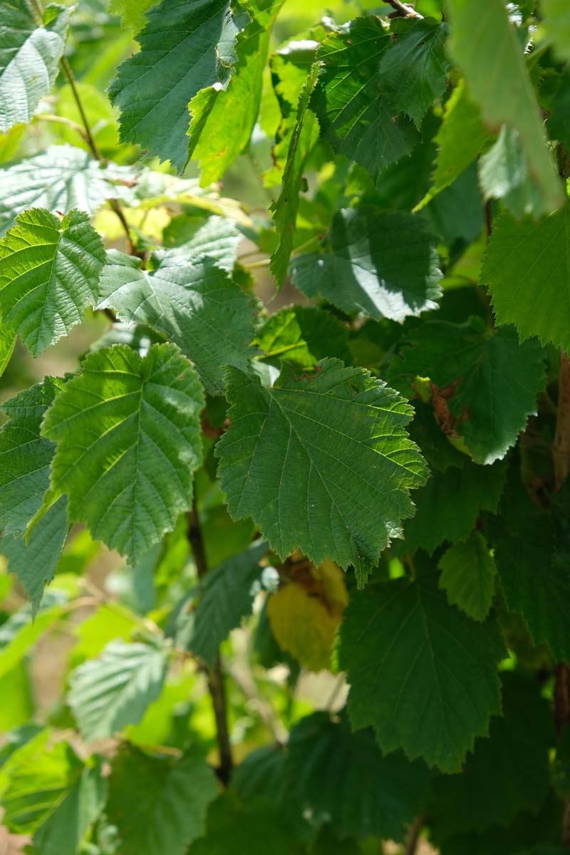 Bild Baum-Hasel, Türkische Hasel, Türkische Haselnuss, Byzantinische Hasel  - Corylus colurna