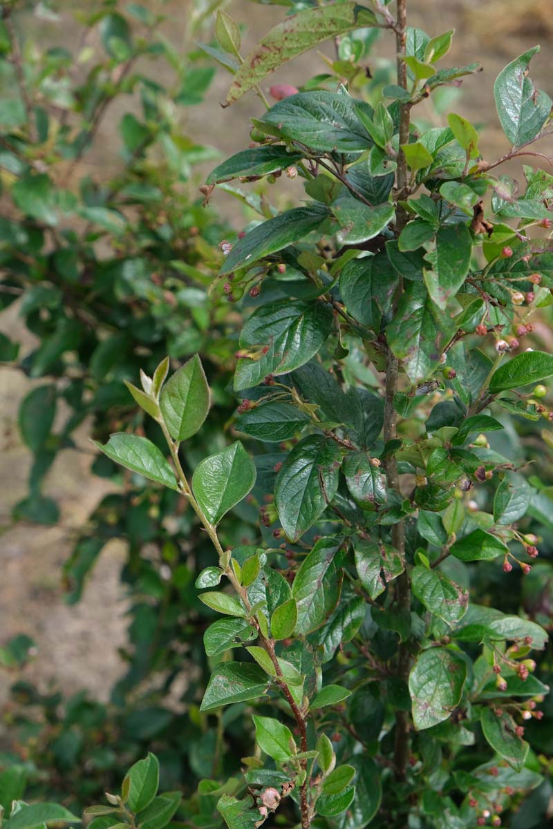 Bild Felsenmispel, Zwergmispel  - Cotoneaster lucidus
