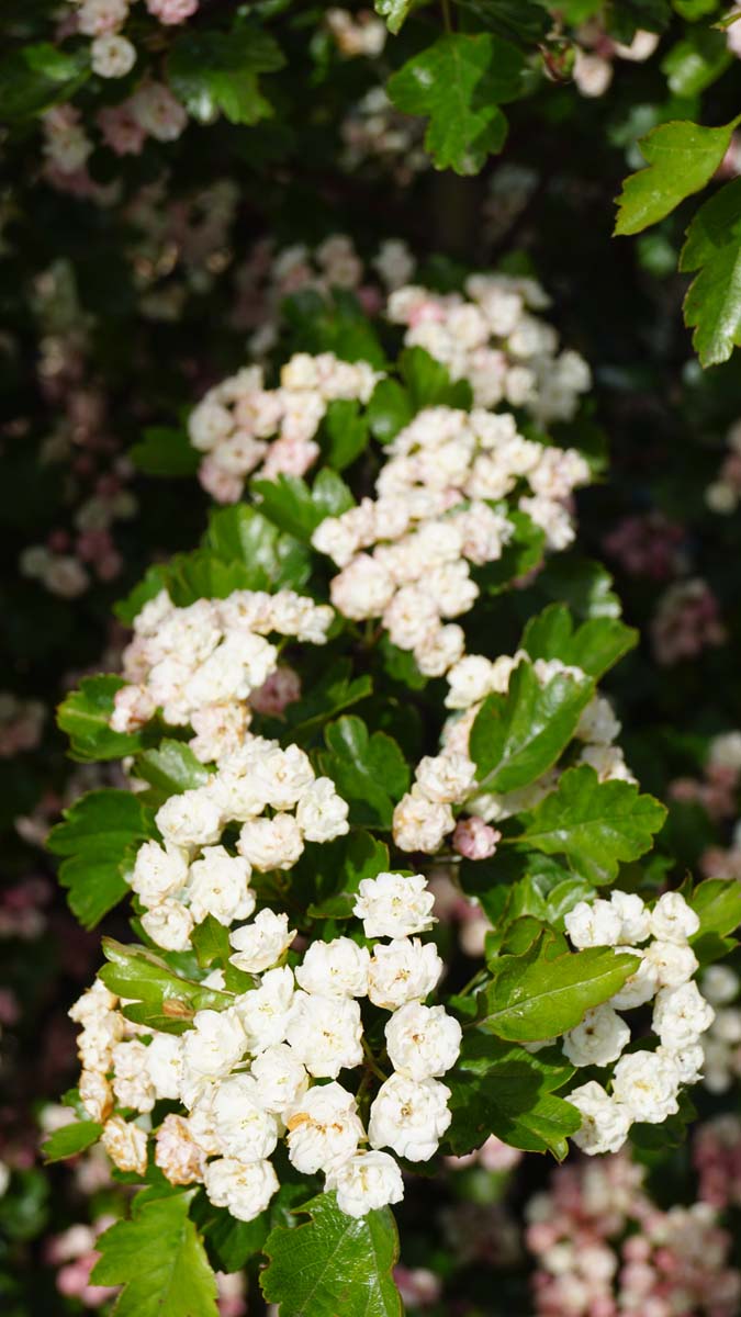 Zweigriffeliger Weissdorn 'Mutabilis Ravnholdt'