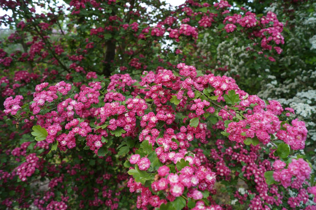 Rotdorn 'Paul's Scarlet'; Bastard-Weissdorn