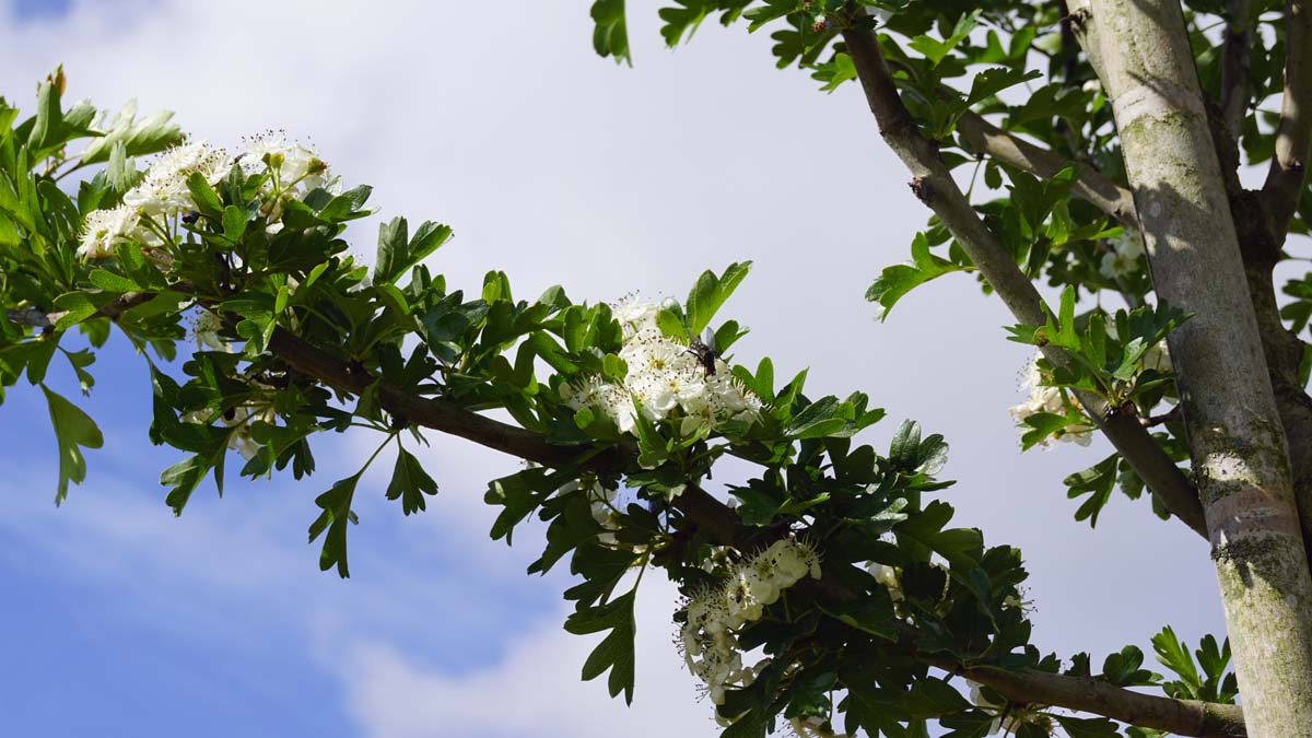 Bild Eingriffeliger Weissdorn ´Stricta´, Hagedorn, Säulen-Weissdorn  - Crataegus monogyna 'Stricta'