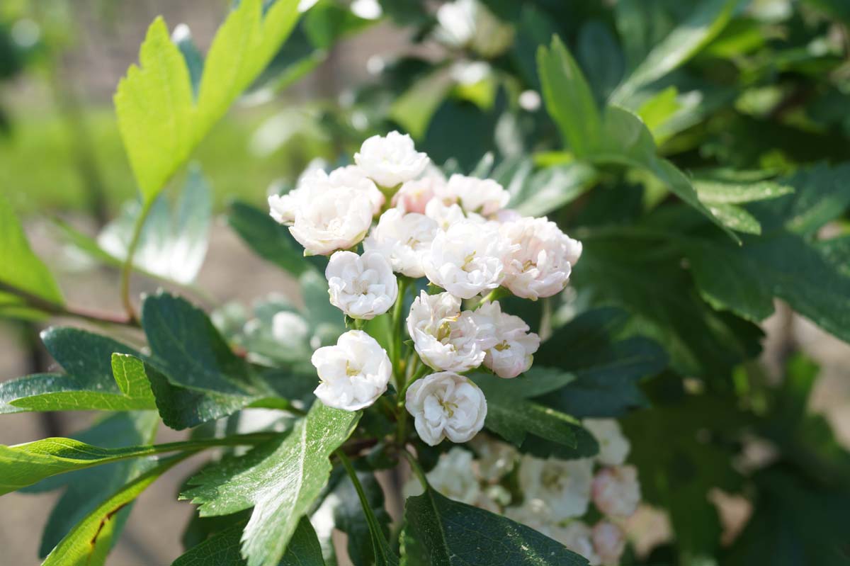 Bild Kanadischer Dorn ´Toba´  - Crataegus mordenensis 'Toba'