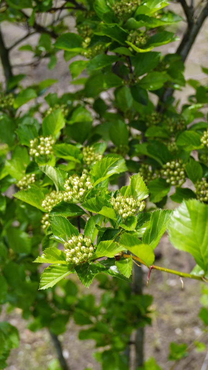 Bild Pflaumen-Dorn ´Splendens´  - Crataegus persimilis 'Splendens'