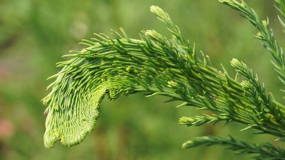 Japanische Sichel-Tanne 'Cristata', Sugi, Japanische Zeder