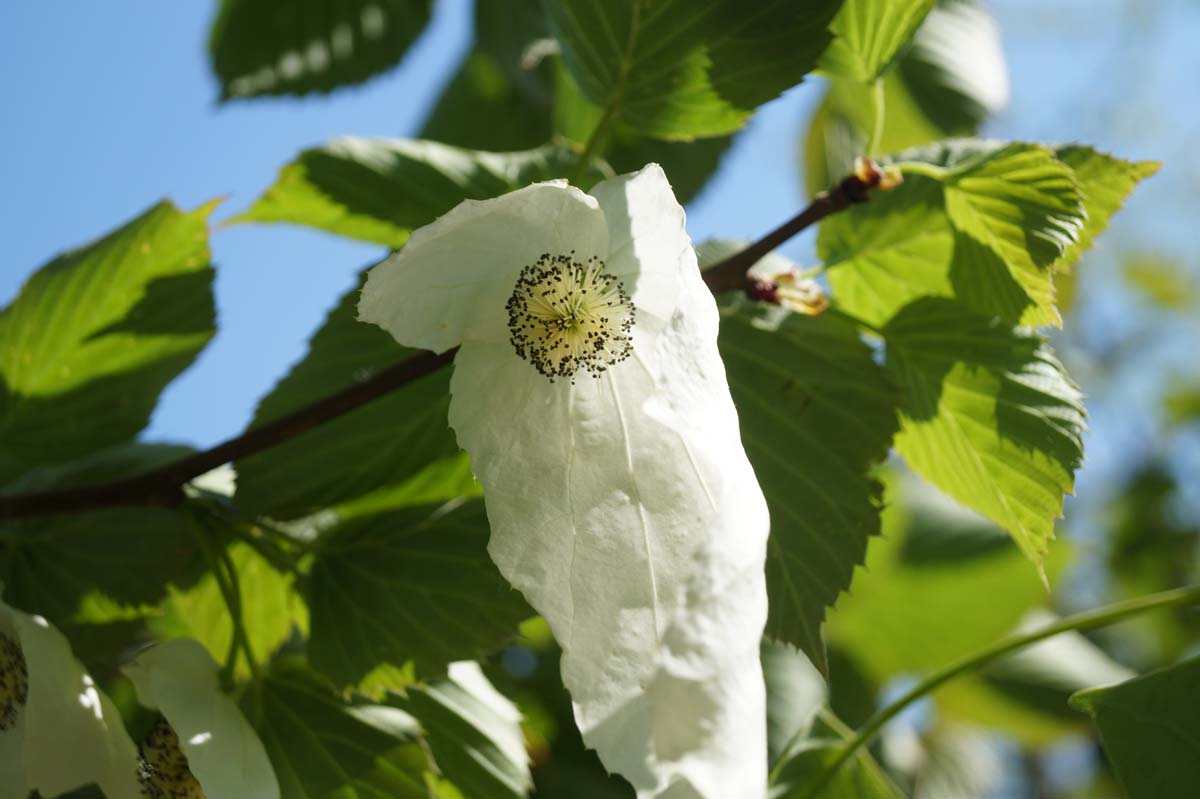 Taubenbaum, Taschentuchbaum