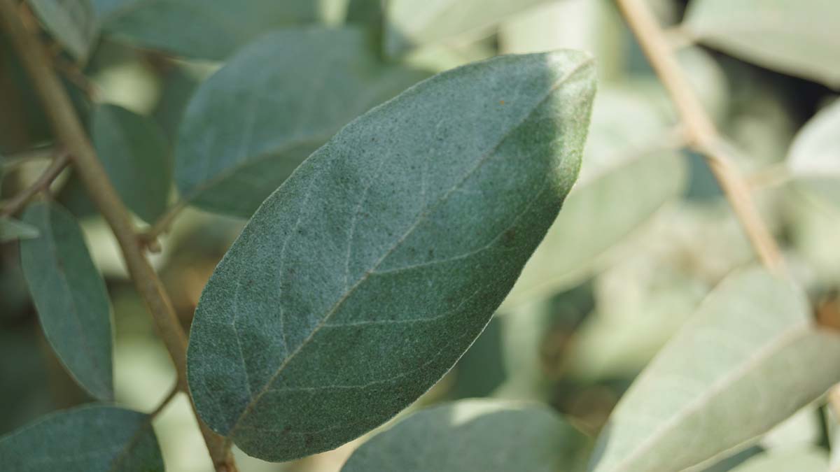 Schmalblättrige Ölweide ´Quicksilver´