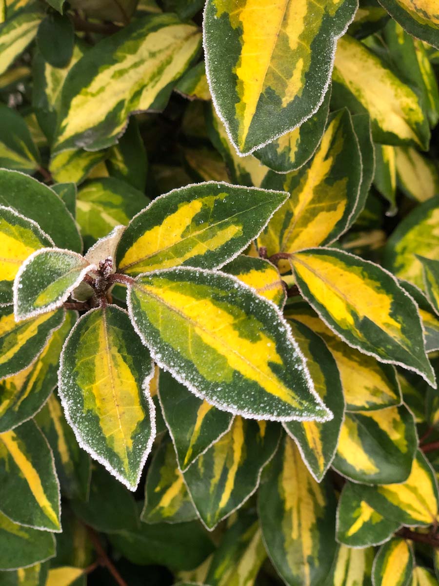 Bild Wintergrüne Ölweide ´Limelight´  - Elaeagnus ebbingei 'Limelight'