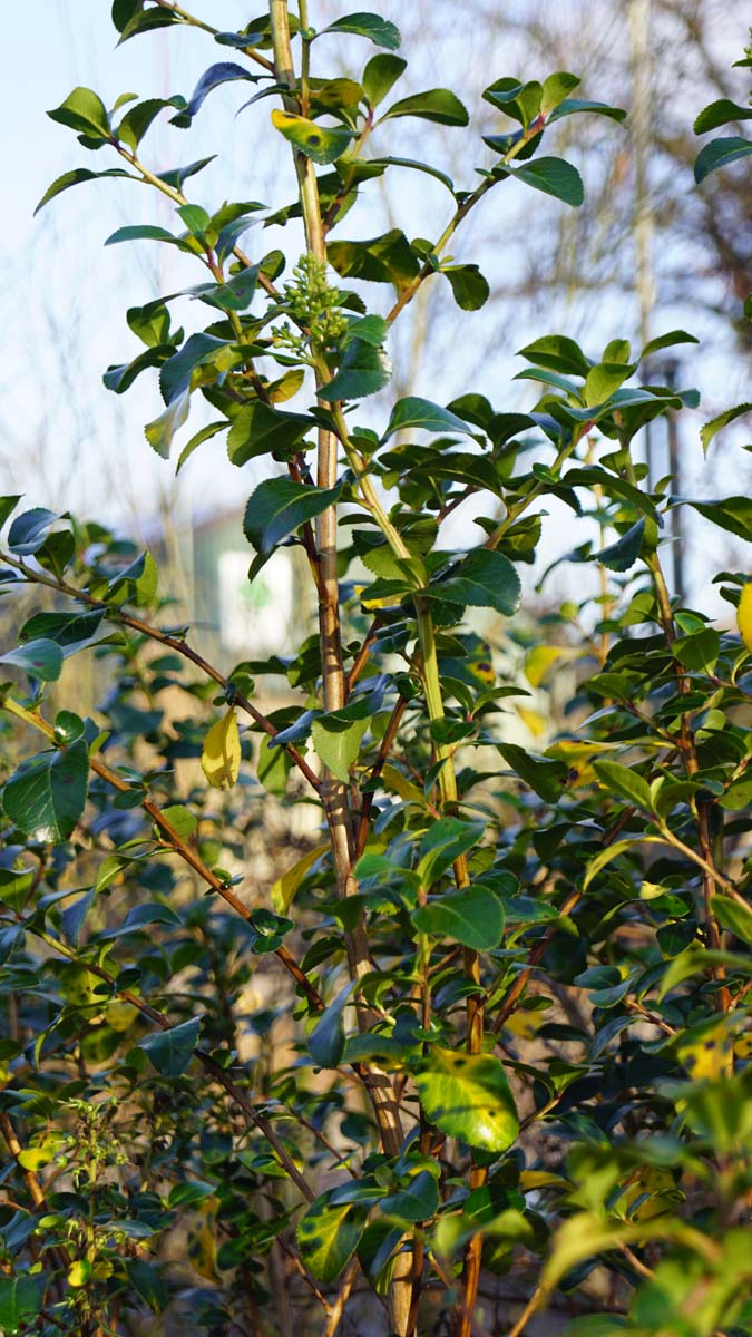 Bild Andenstrauch ´Iveyi´  - Escallonia 'Iveyi'