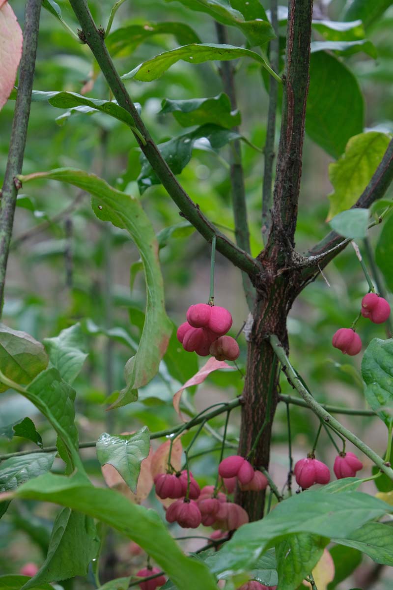 Bild Aziatische kardinaalsmuts ´Indian Summer´  - Euonymus hamiltonianus 'Indian Summer'