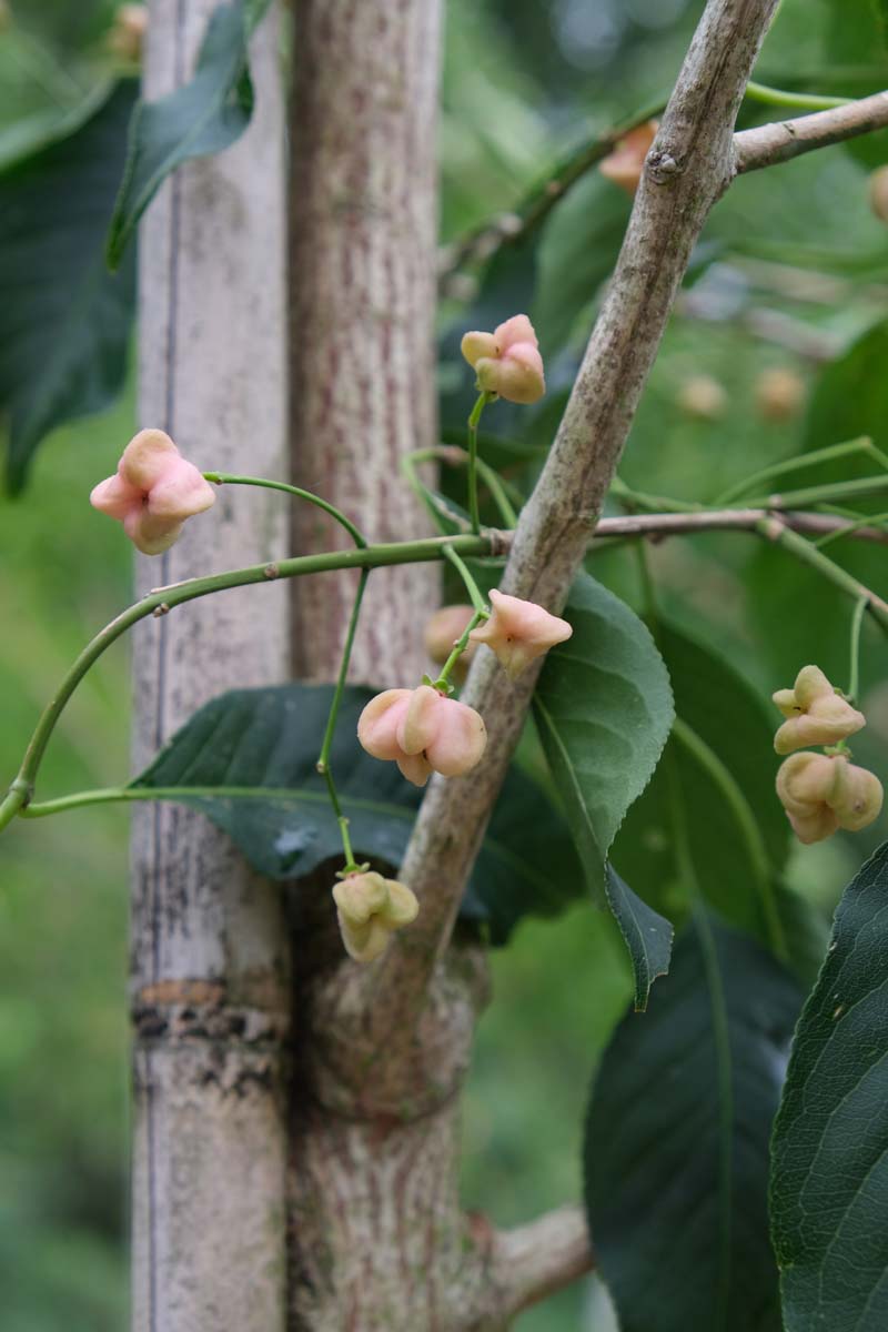 Bild Euonymus hamiltonianus ´Jelena´ 10-12 HO  - Euonymus hamiltonianus 'Jelena'