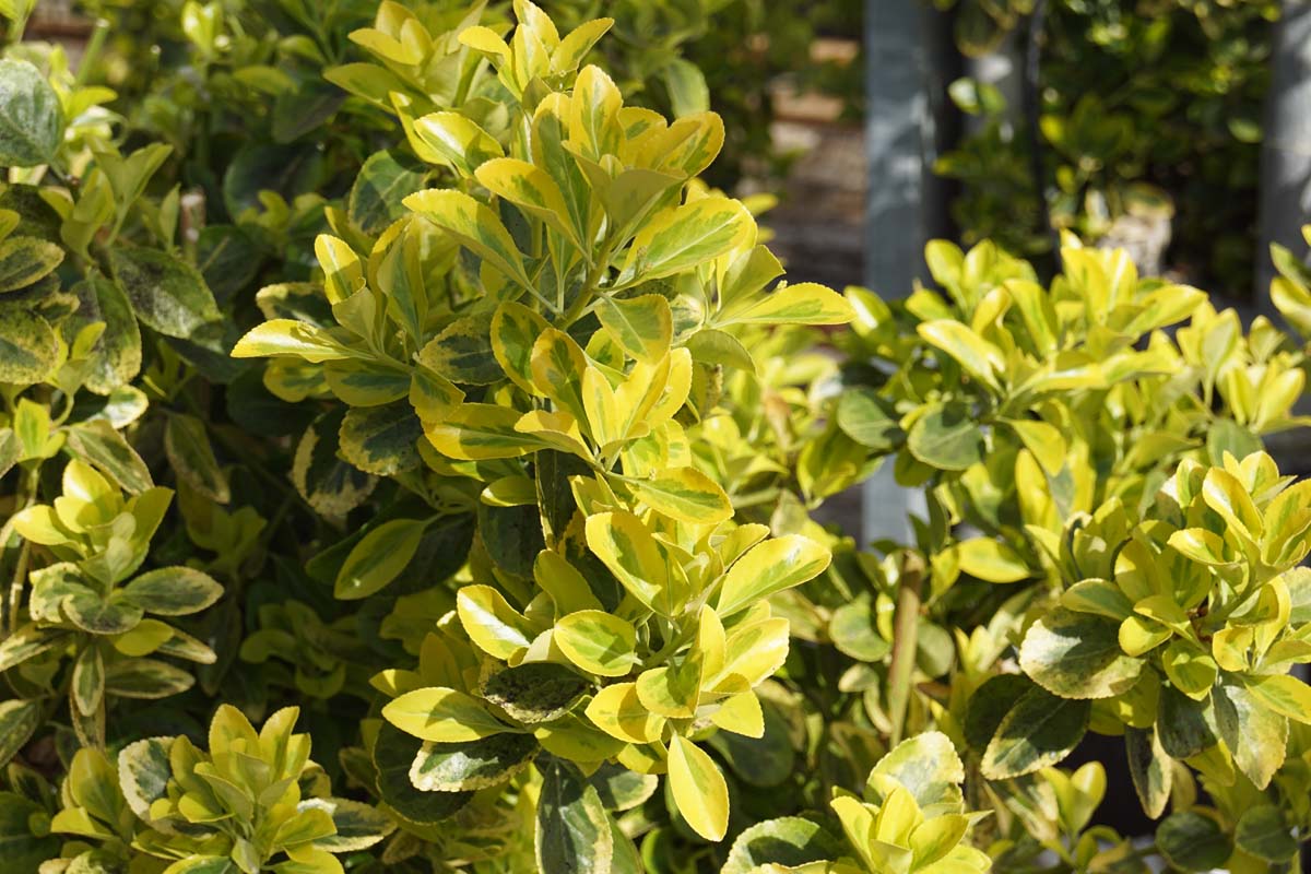 Spindelstrauch 'Aureomarginatus'