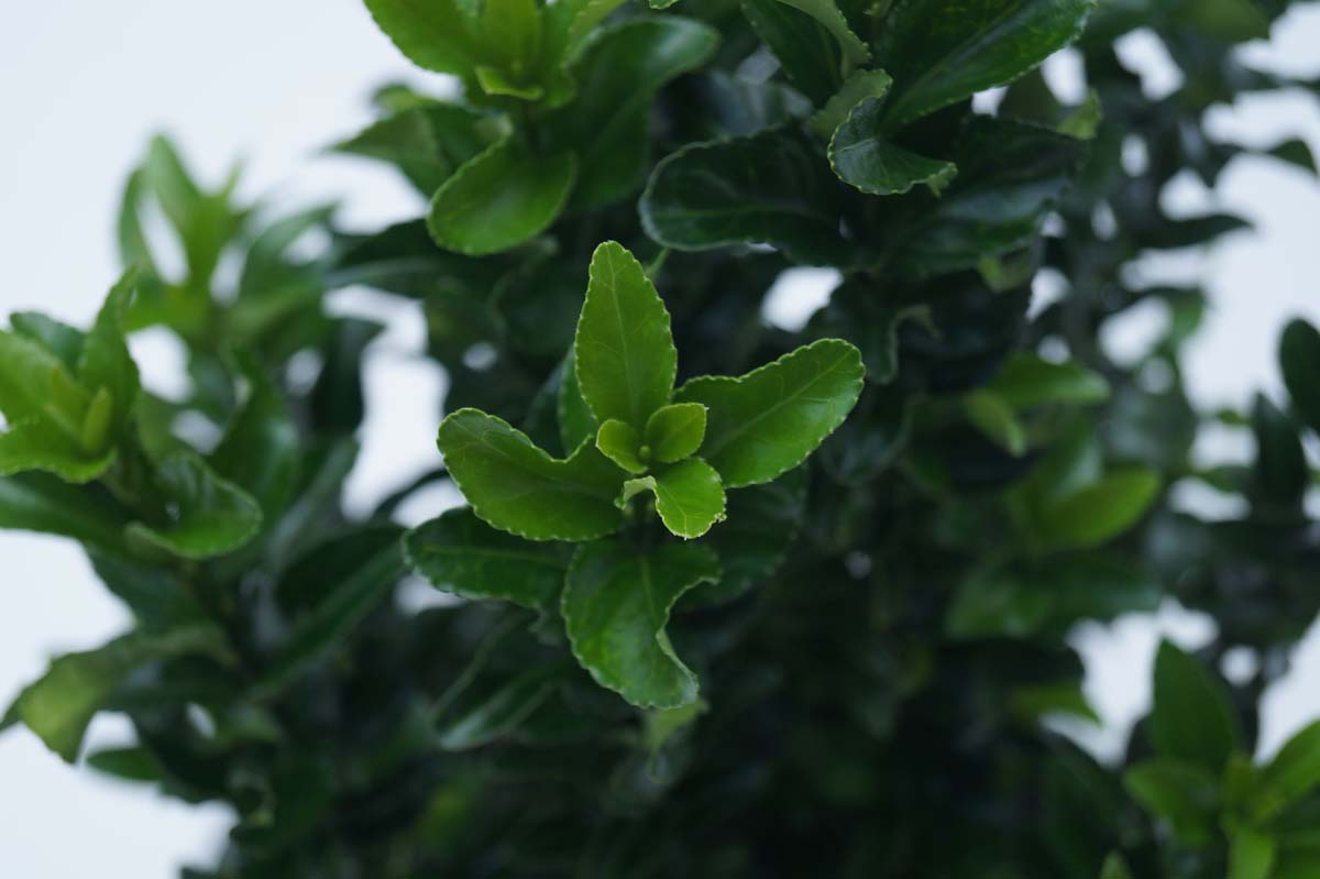 Pfaffenhütchen 'Green Spire'