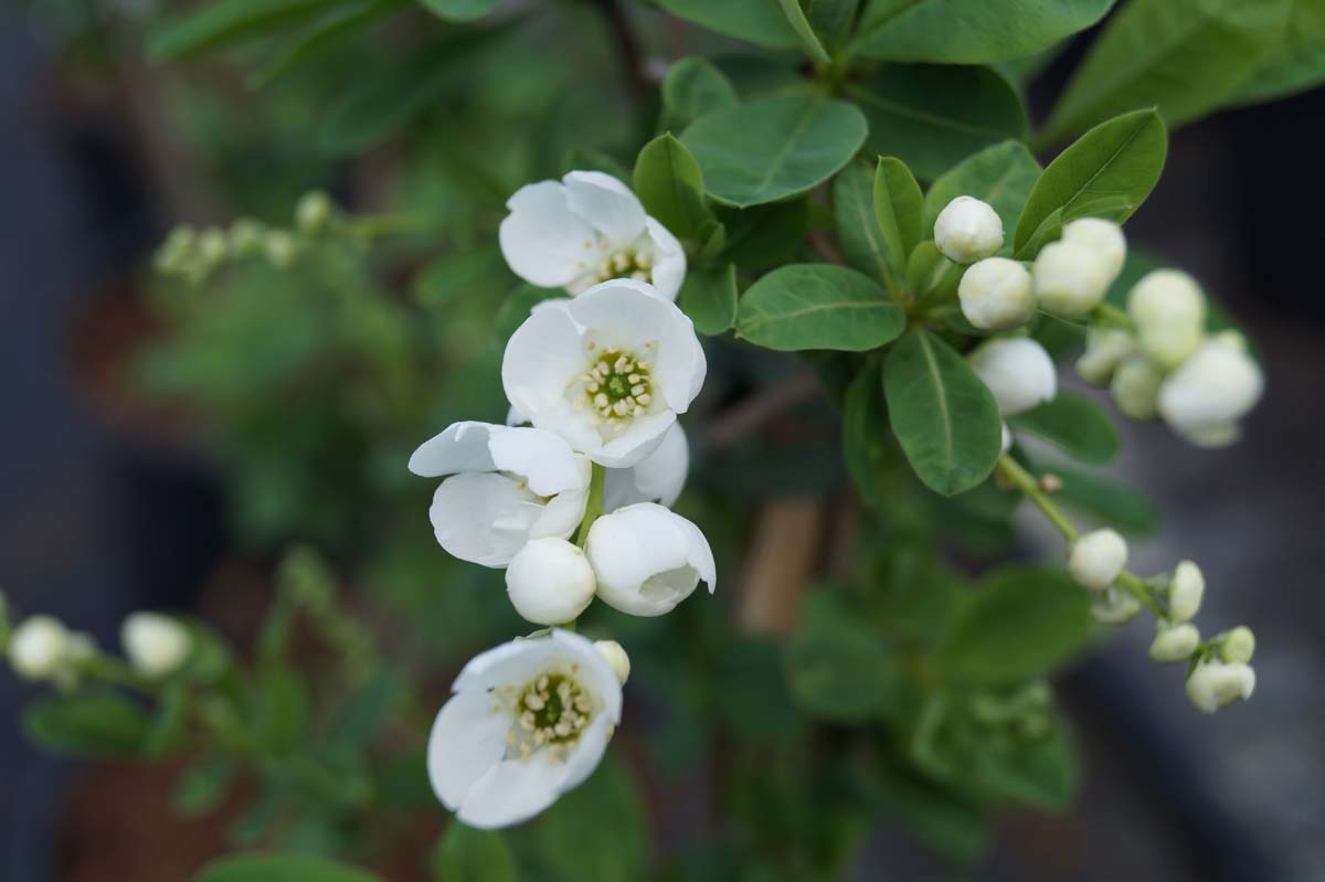 Prunkspiere 'The Bride'