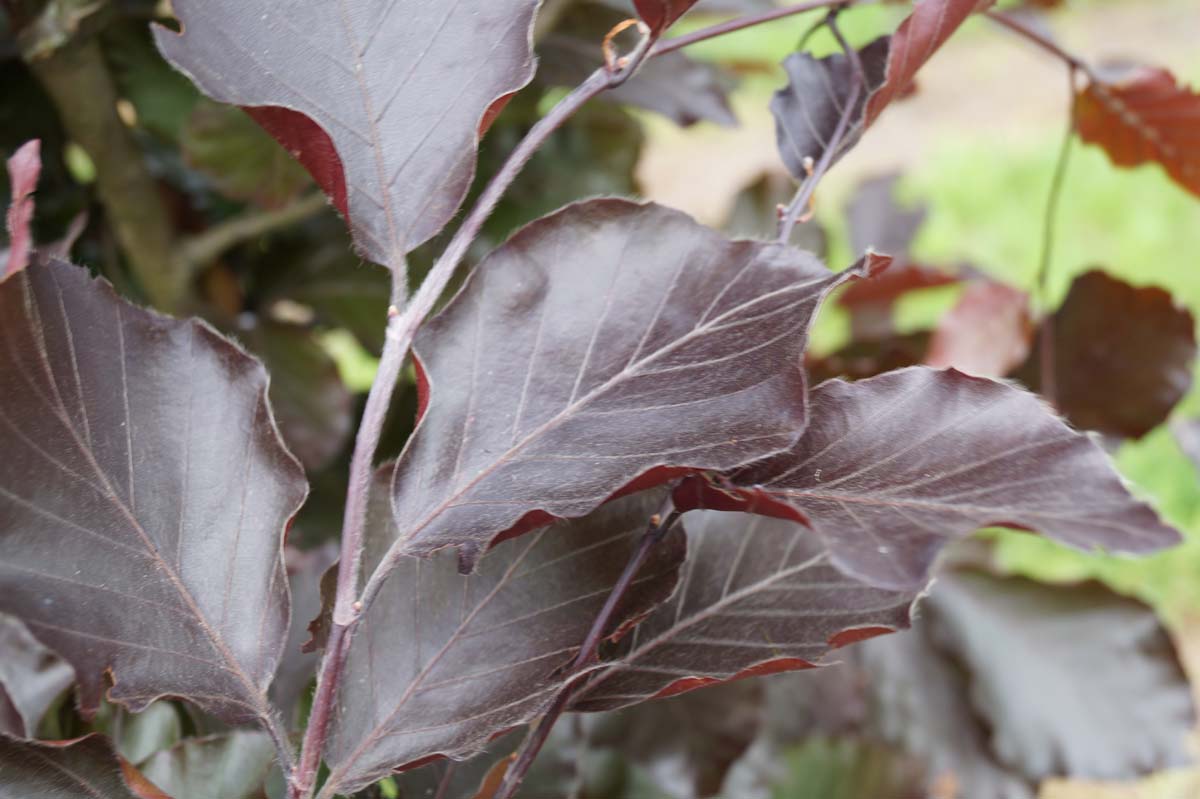 Säulen-Buche 'Dawyck Purple', Rotlaubige Säulen-Buche, Rot-Buche