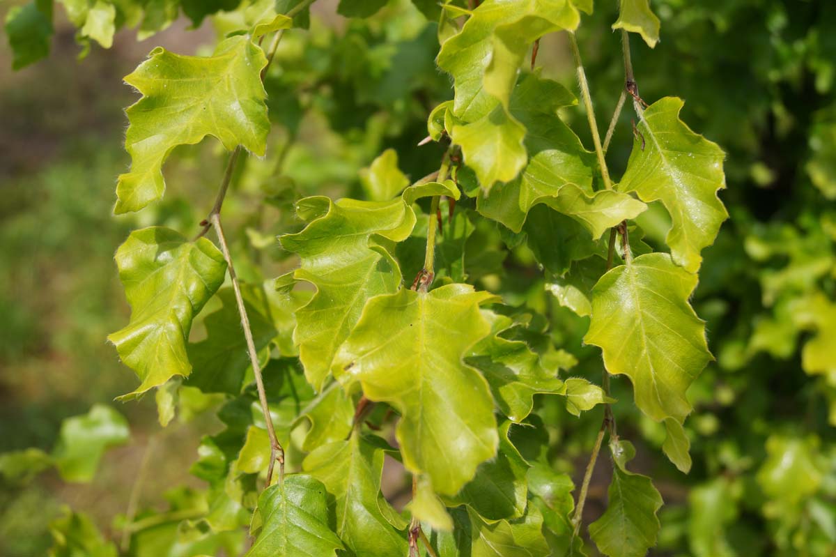 Rot-Buche 'Rohan Gold'
