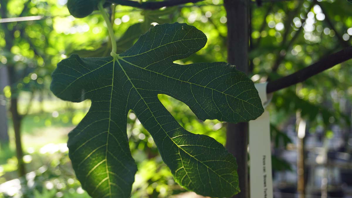 Feigenbaum ´Brown Turkey´; Echte Feige