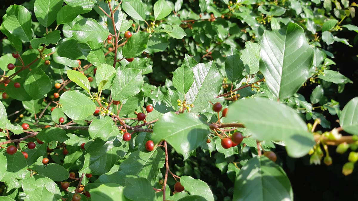 Bild Gemeiner Faulbaum, Pulverholz  - Frangula alnus