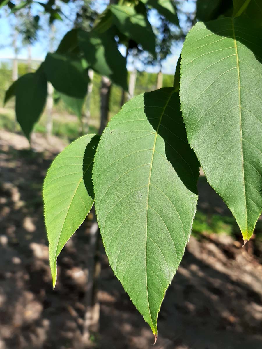 Weiss-Esche 'Autumn Applause'