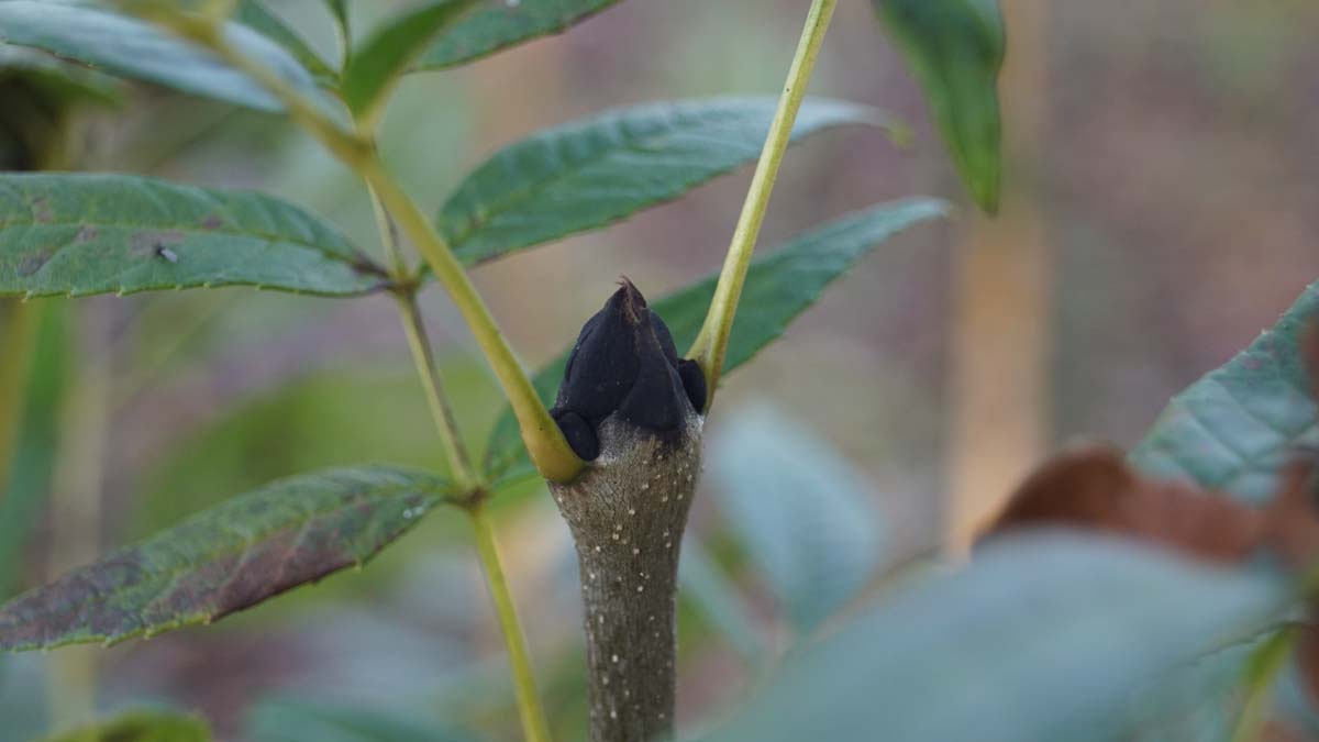Bild Gemeine Esche ´Altena´, Gewöhnliche Esche, Hohe Esche, Hochesche  - Fraxinus excelsior 'Altena'
