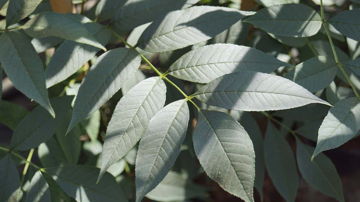 Bild Strassen-Esche ´Westhof´s Glorie´, Gemeine Esche, Gewöhnliche Esche, Hohe Esche, Hochesche  - Fraxinus excelsior 'Westhof's Glorie'