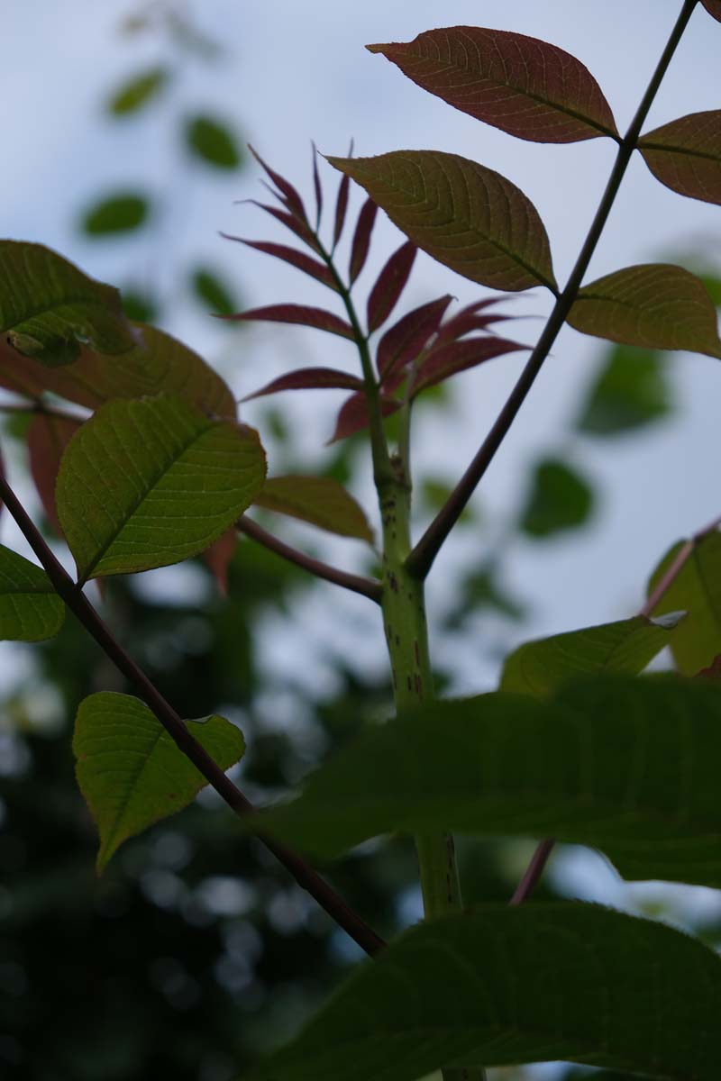 Bild Mandschurische Esche, Asiatische Schwarz-Esche  - Fraxinus mandshurica