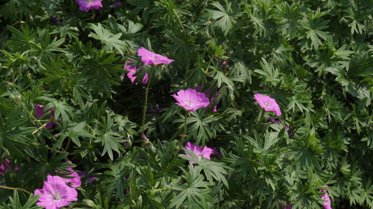 Blut-Storchschnabel; Blutrote Storchschnabel