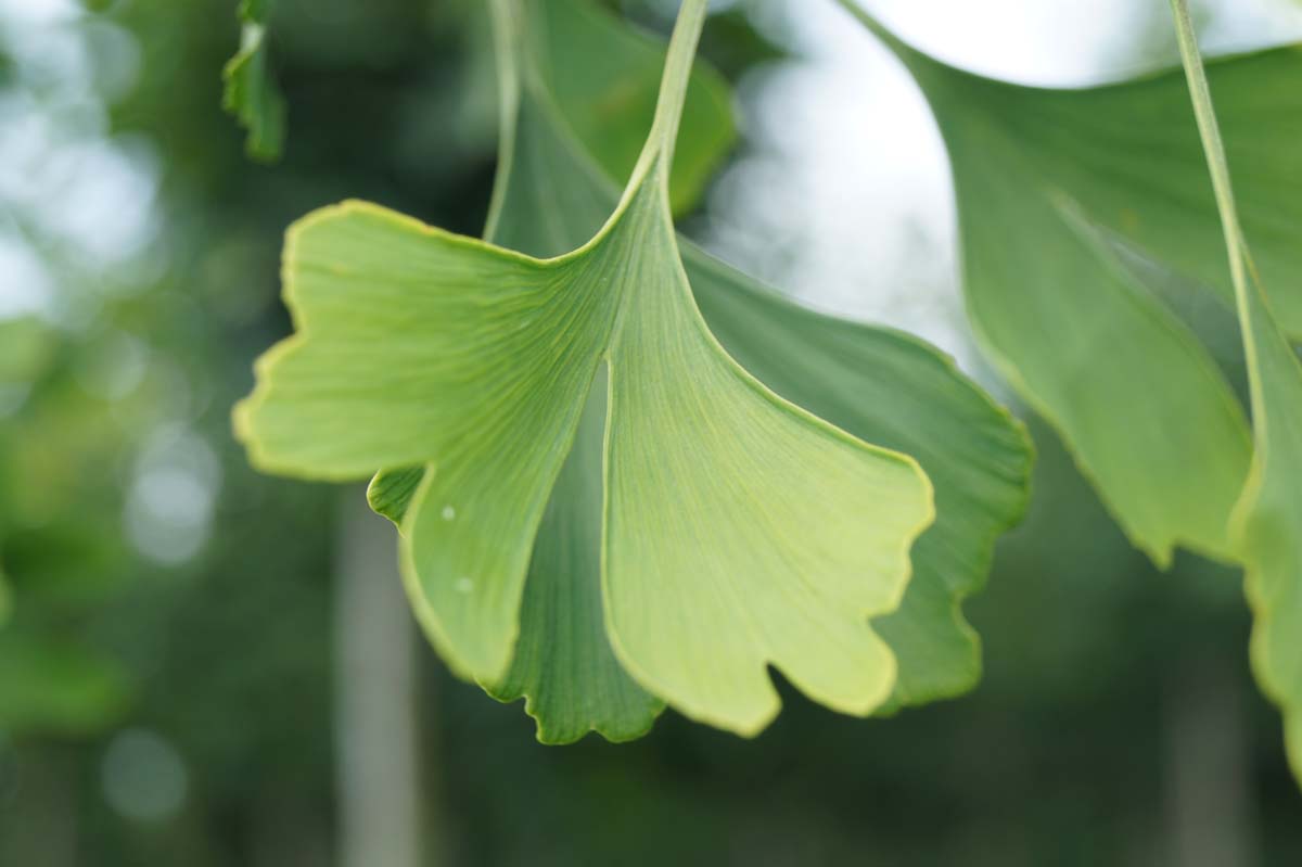 Fächerblattbaum 'Horizontalis', Ginkgobaum, Ginko