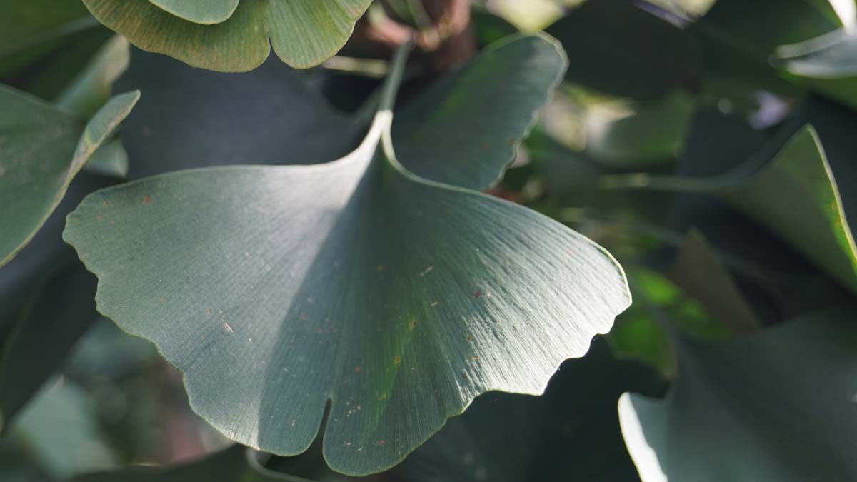 Bild Fächerblattbaum ´Lakeview´, Ginkgobaum, Ginko  - Ginkgo biloba 'Lakeview'