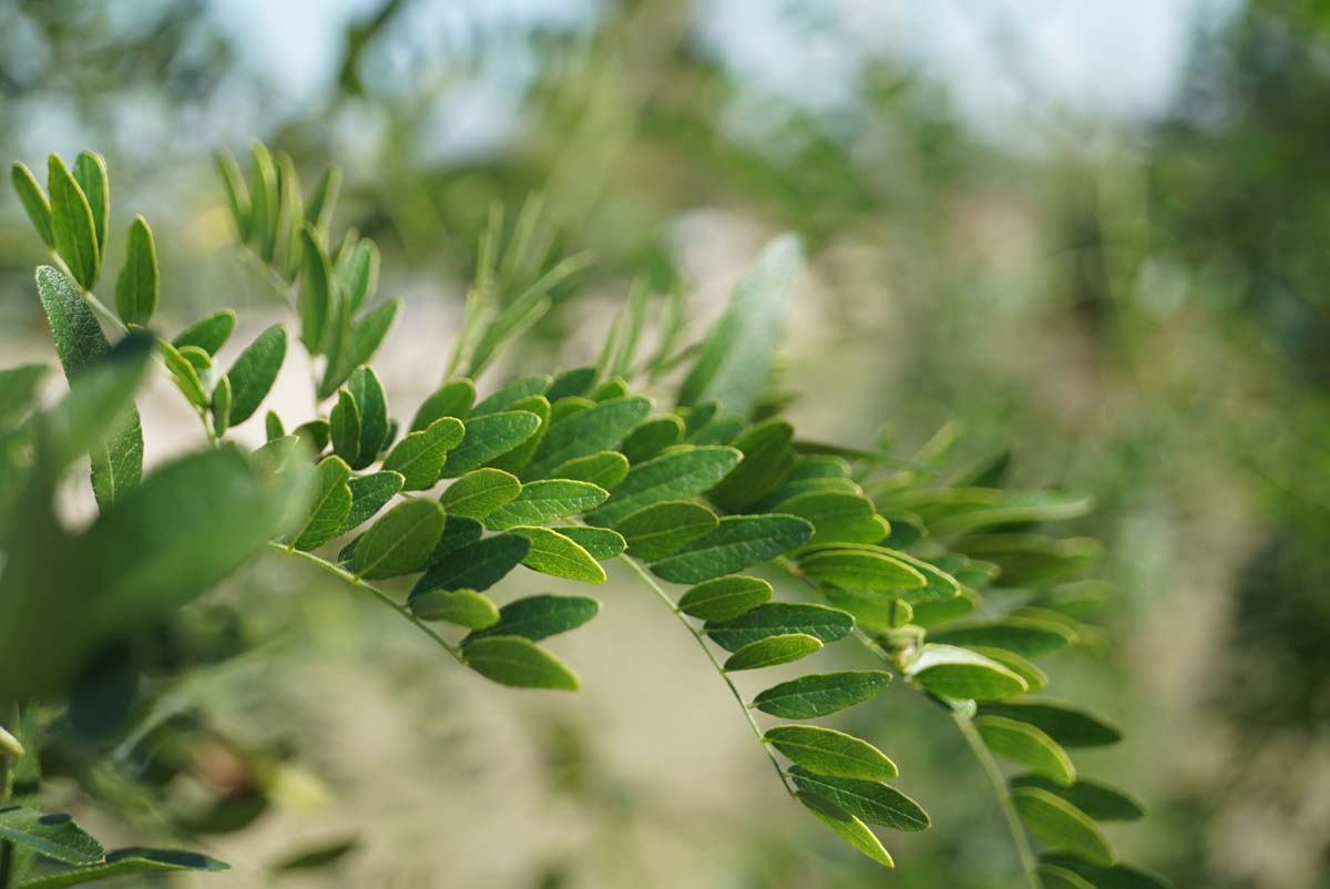 Bild Falscher Christusdorn ´Emerald Cascade´, Lederhülsenbaum, Amerikanische Gleditschie  - Gleditsia triacanthos 'Emerald Cascade'