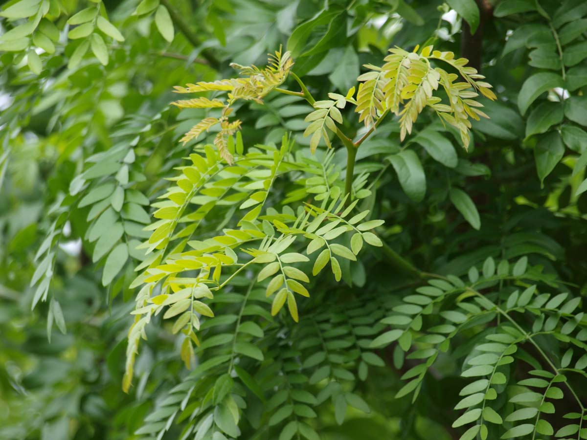 Schmalkronige Gleditschie 'Skyline', Falscher Christusdorn, Lederhülsenbaum, Amerikanische Gleditschie
