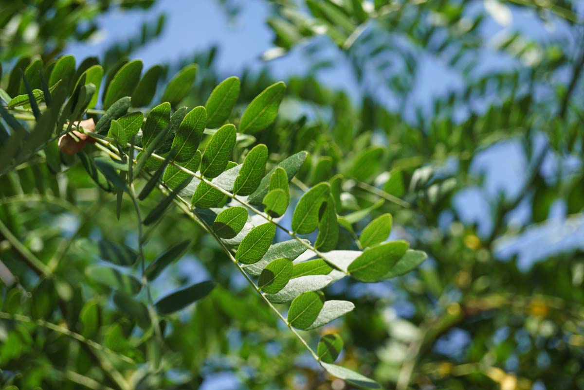 Falscher Christusdorn ´STREET KEEPER´; Lederhülsenbaum; Amerikanische Gleditschie