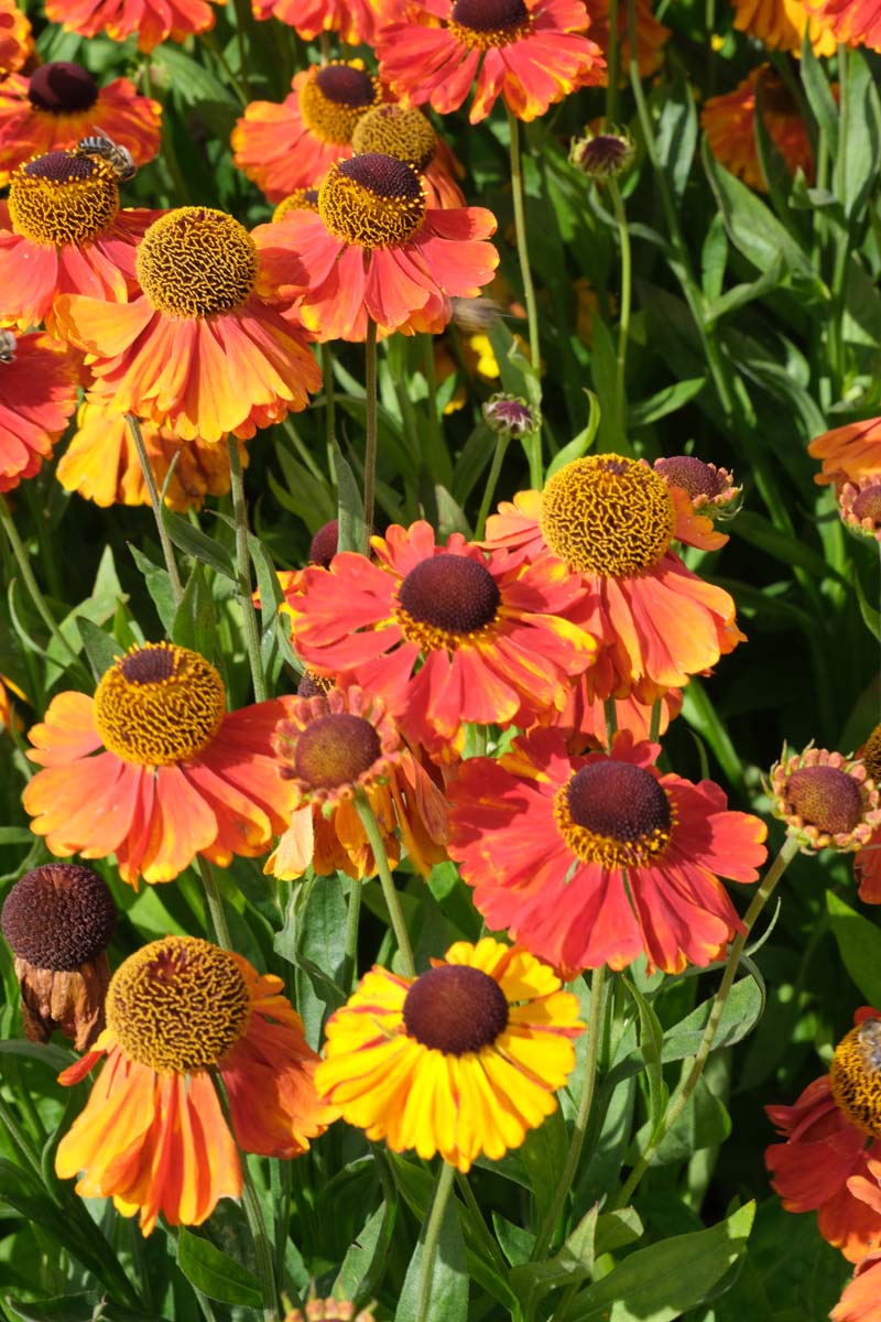 Sonnenbraut ´Moerheim Beauty´