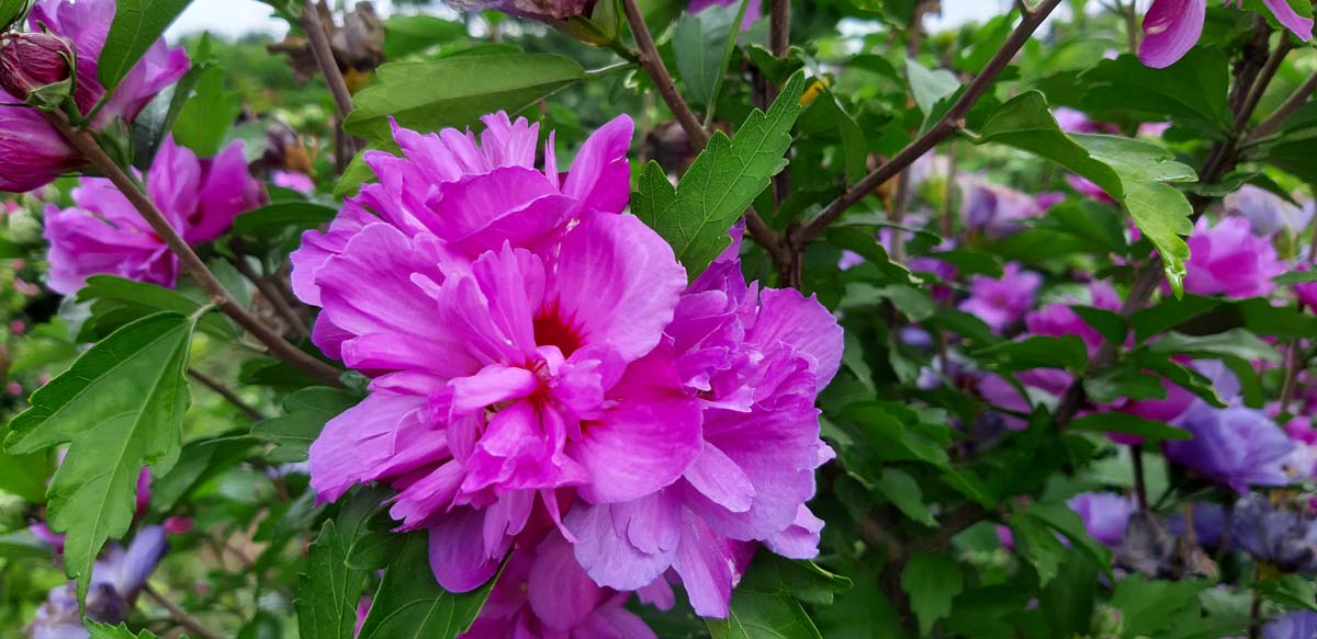 Straucheibisch 'Ardens', Scharonrose, Syrischer Eibisch, Garteneibisch, Festblume, Rosan-Eibisch, Gartenhibiskus