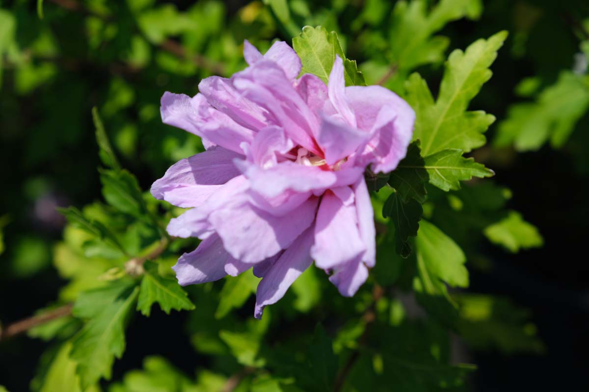 Bild Hibiscus syriacus ´Double Purple´ 80-100 cm - Hibiscus syriacus 'Double Purple'