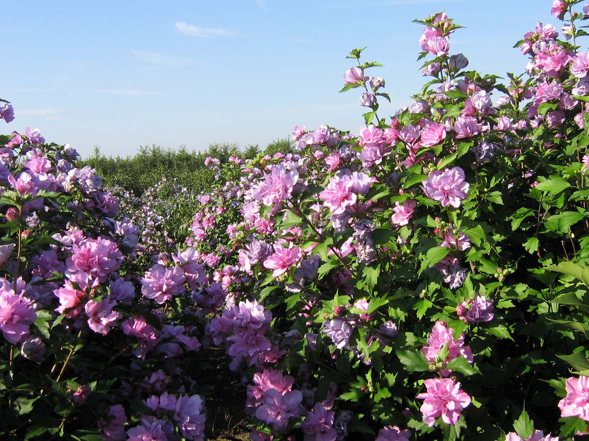 Straucheibisch 'Duc de Brabant', Scharonrose, Syrischer Eibisch, Garteneibisch, Festblume, Rosan-Eibisch, Gartenhibiskus