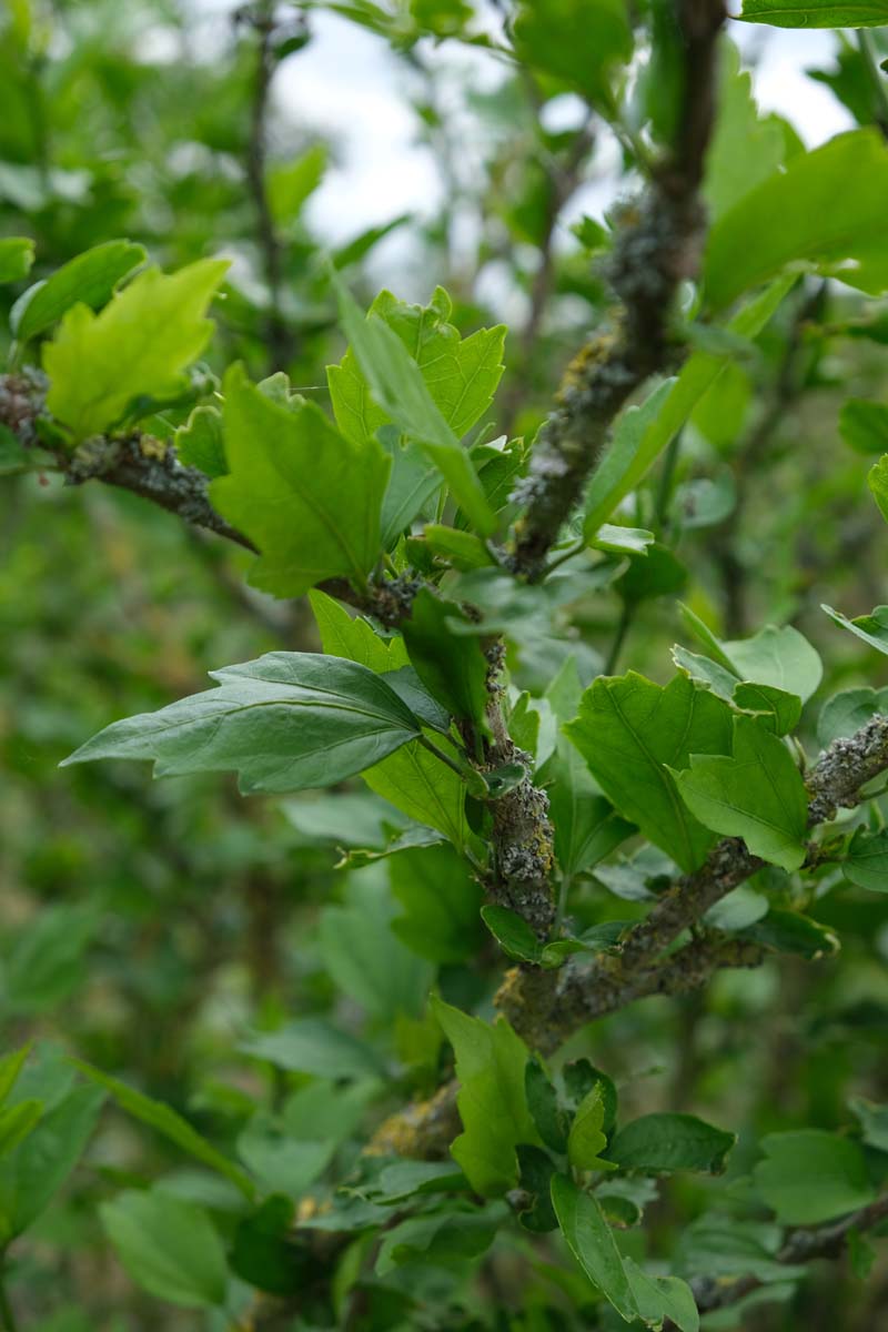 Straucheibisch (PINK GIANT); Scharonrose; Syrischer Eibisch; Garteneibisch; Festblume; Rosan-Eibisch; Gartenhibiskus