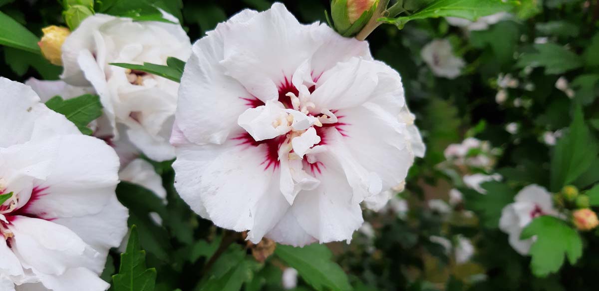 Straucheibisch 'Speciosus', Scharonrose, Syrischer Eibisch, Garteneibisch, Festblume, Rosan-Eibisch, Gartenhibiskus