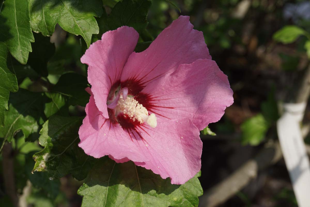 Straucheibisch ´Woodbridge´; Scharonrose; Syrischer Eibisch; Garteneibisch; Festblume; Rosan-Eibisch; Gartenhibiskus