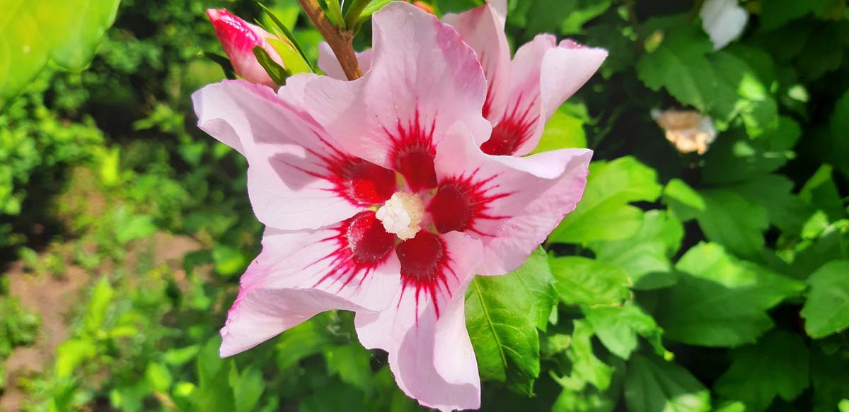 Straucheibisch 'Mathilde', Scharonrose, Syrischer Eibisch, Garteneibisch, Festblume, Rosan-Eibisch, Gartenhibiskus