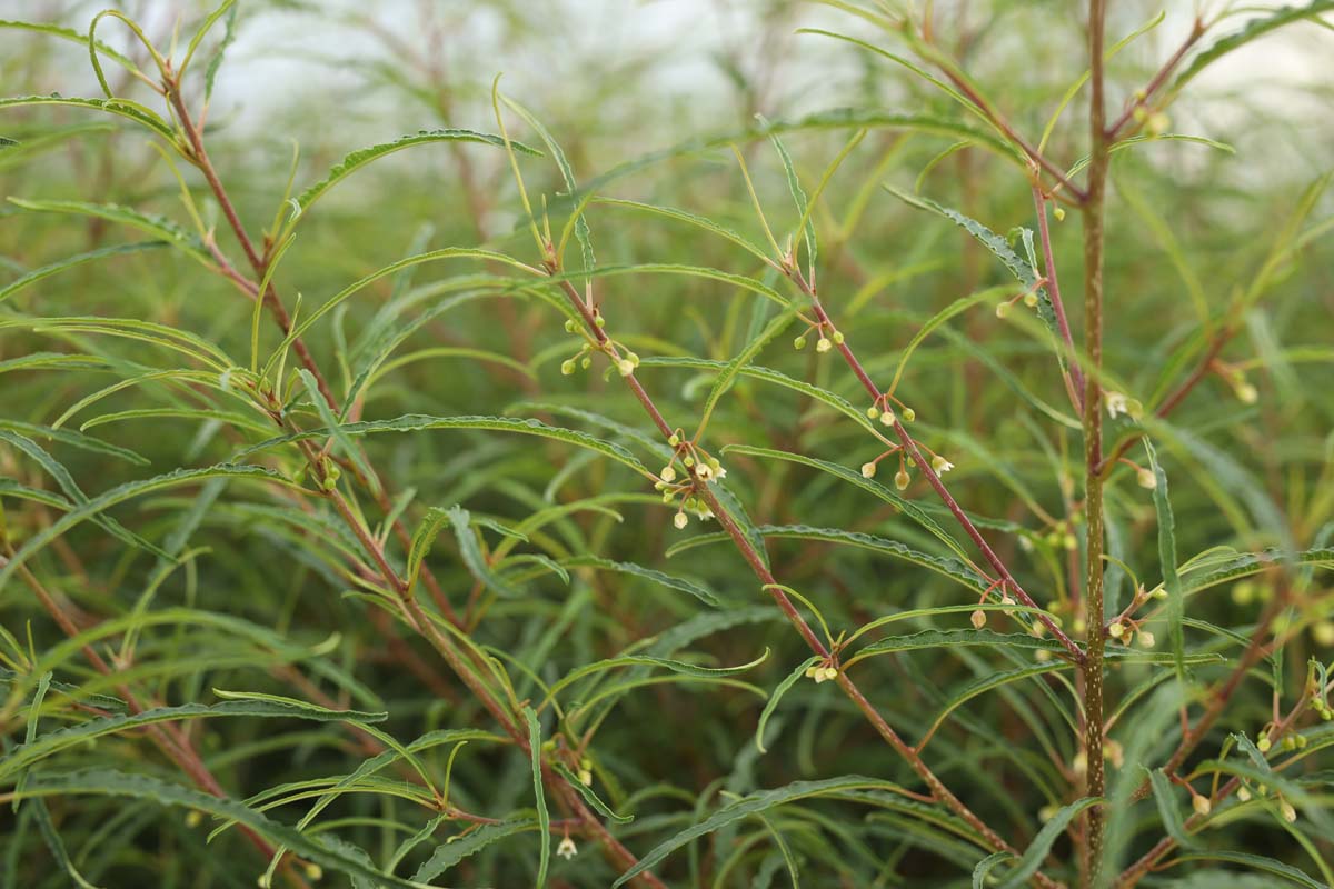 Bild Gemeiner Sanddorn ´Hergo´, Fasanenbeere, Haffdorn, Seedorn  - Hippophae rhamnoides 'Hergo'