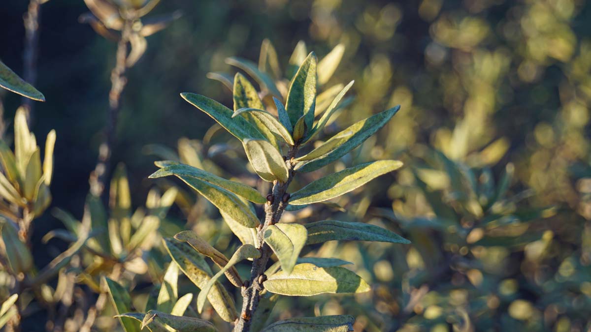 Hippophae rhamnoides ´Darspel´ 125-150 cm