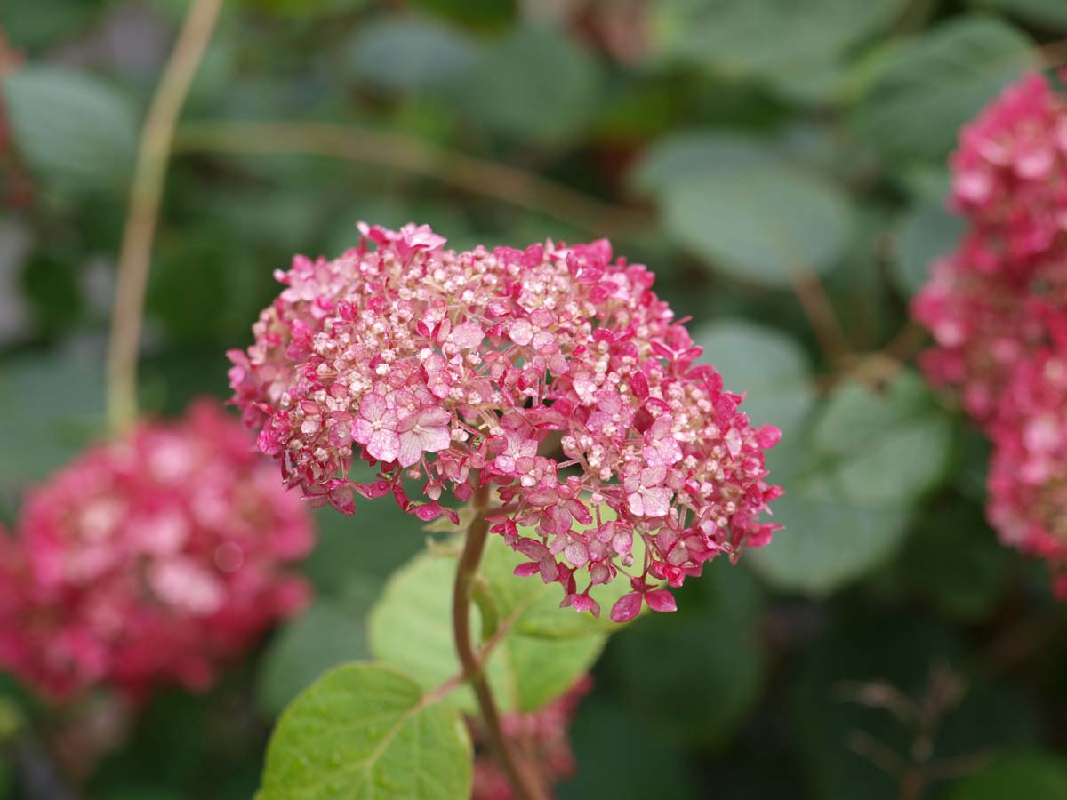 Wald-Hortensie (PINK ANNABELLE); Strauch-Hortensie; Schneeball-Hortensie