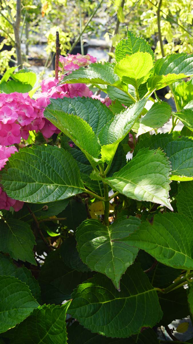 Bild Gartenhortensie ´Deutschland´, Bauernhortensie, Ballhortensie  - Hydrangea macrophylla 'Deutschland'