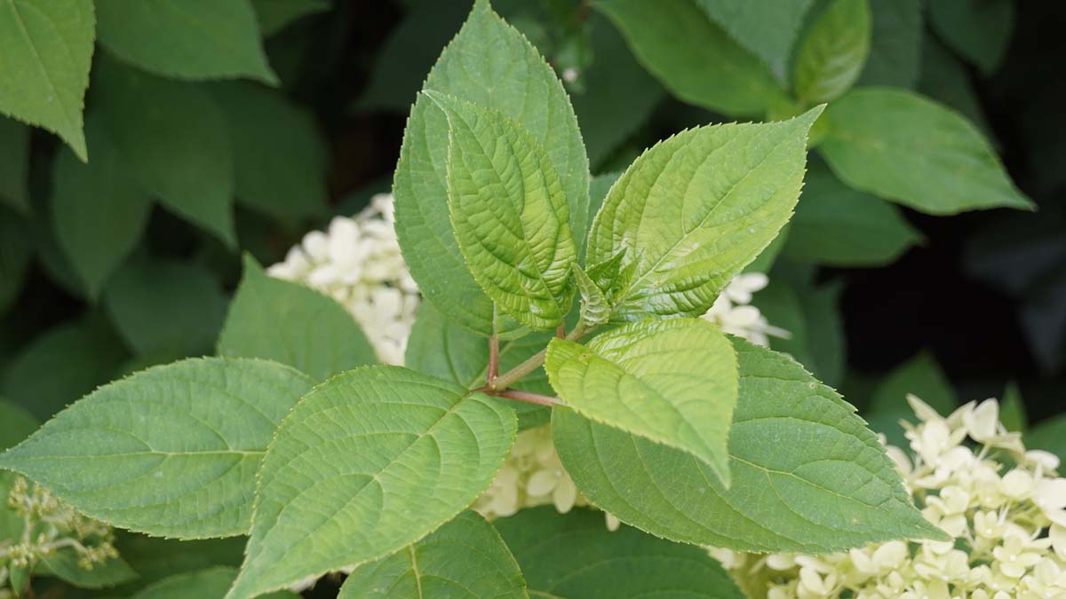 Rispen-Hortensie 'Limelight'