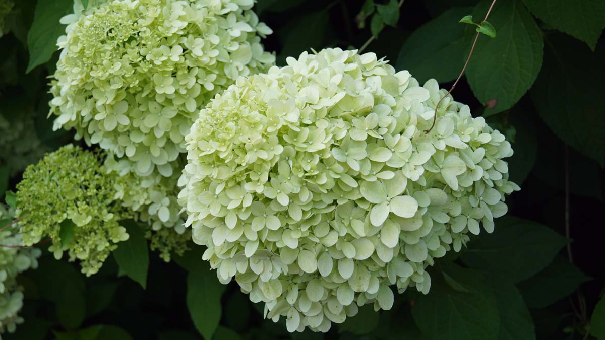 Rispen-Hortensie 'Limelight'